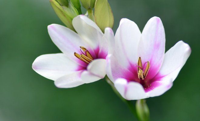 Домашний цветок луковичный (73 фото)